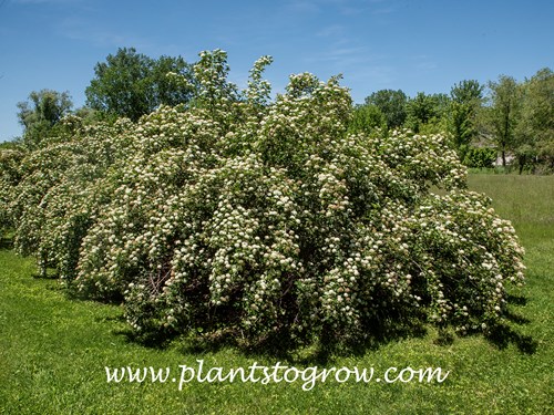 The homeowners planted these shrubs in the backyard to create a natural barrier. The coarseness of the shrubs didn't matter, as they were positioned a hundred feet or more away from the house.